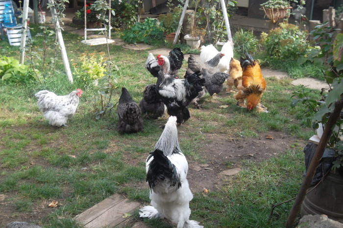 SAM_2793 - 2-Tineret 2012