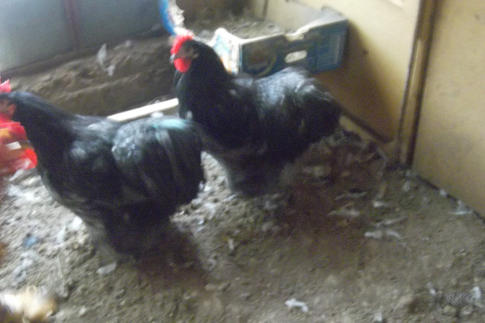 SAM_2795 - 2-Tineret 2012