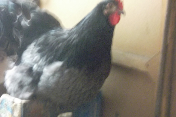 SAM_2796 - 2-Tineret 2012