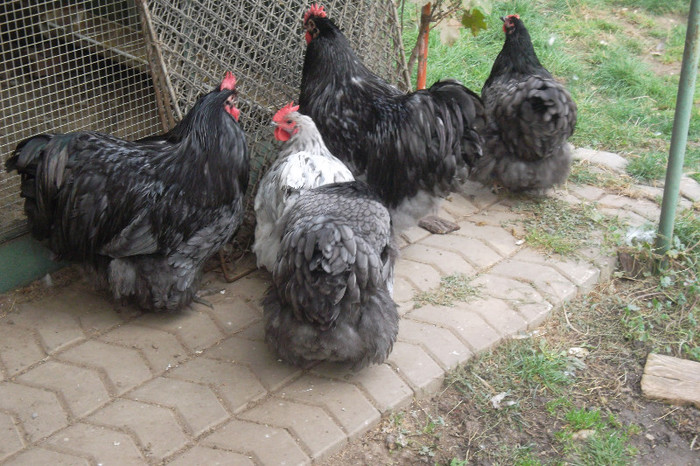 SAM_2807 - 2-Tineret 2012