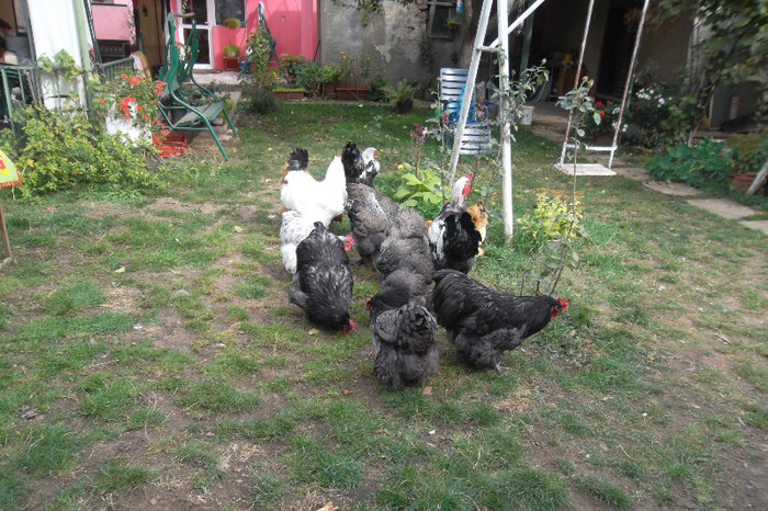 SAM_2809 - 2-Tineret 2012