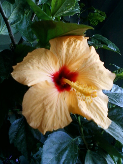 17 oct 2012-flori 015