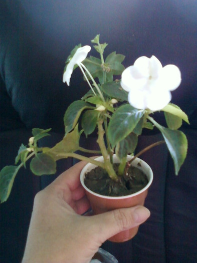 17 oct 2012-flori 018
