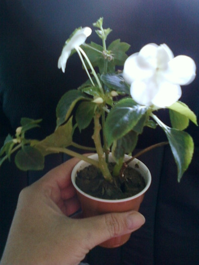 17 oct 2012-flori 020