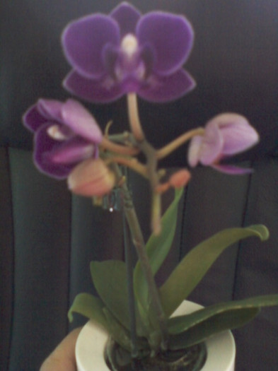 17 oct 2012-flori 022