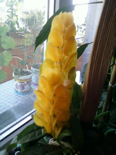 17 oct 2012-flori 026