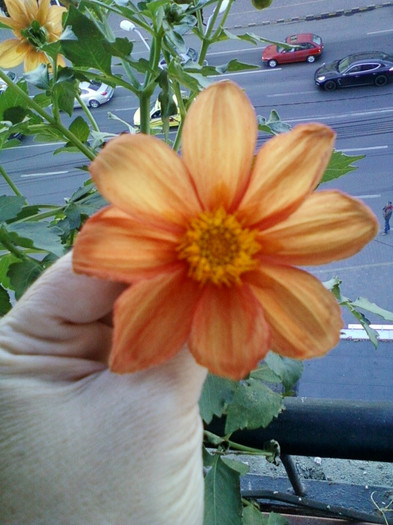 17 oct 2012-flori 039