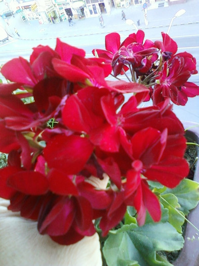 17 oct 2012-flori 037