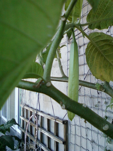 brugmansia galbena-norela :)