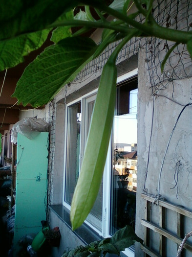 17 oct 2012-flori 046
