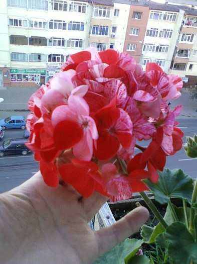 muscata pestrita