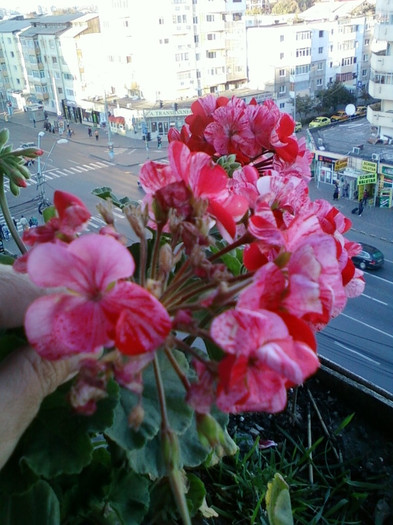 17 oct 2012-flori 051