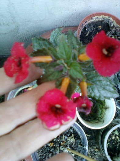 17 oct 2012-flori 057