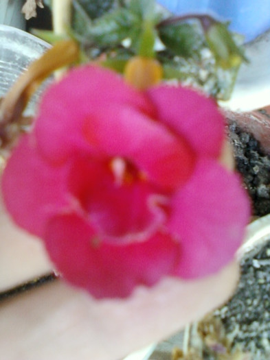 17 oct 2012-flori 062