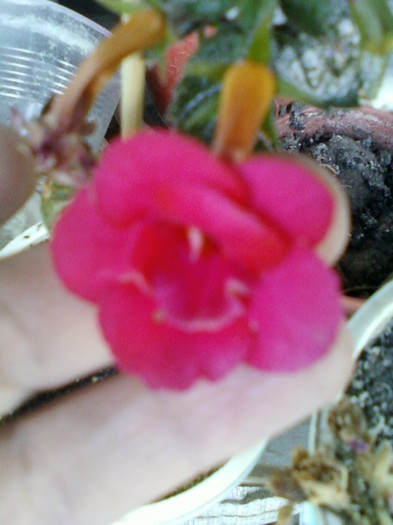 17 oct 2012-flori 067