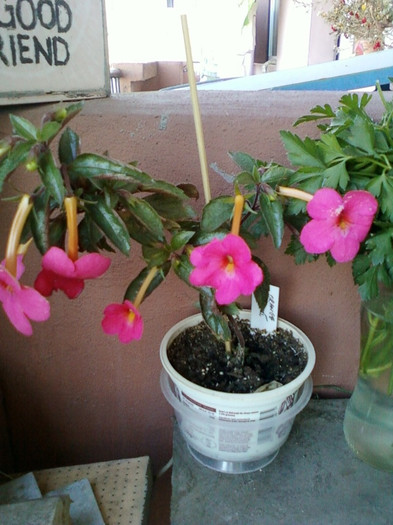 17 oct 2012-flori 073