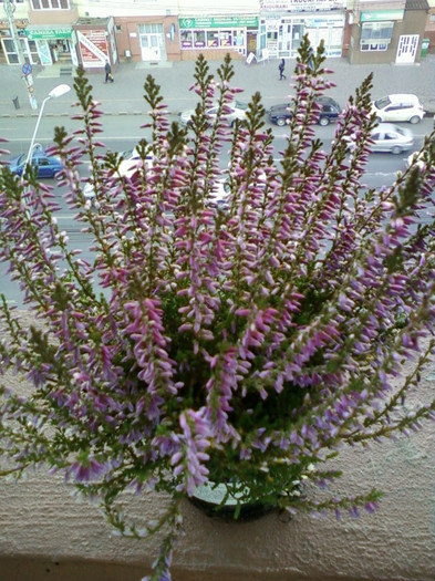 17 oct 2012-flori 061 - achizitii noi