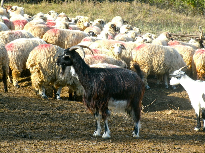 CAPRA PREFERATA - ARHIVA CAPRE SI OI