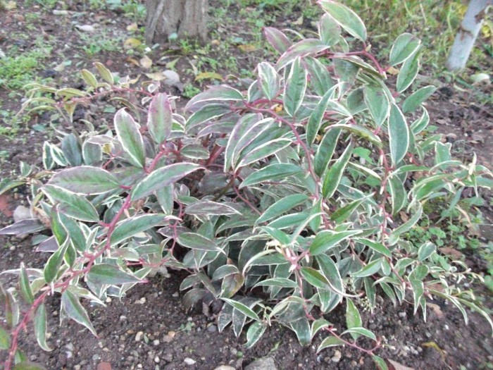 Leucothoe