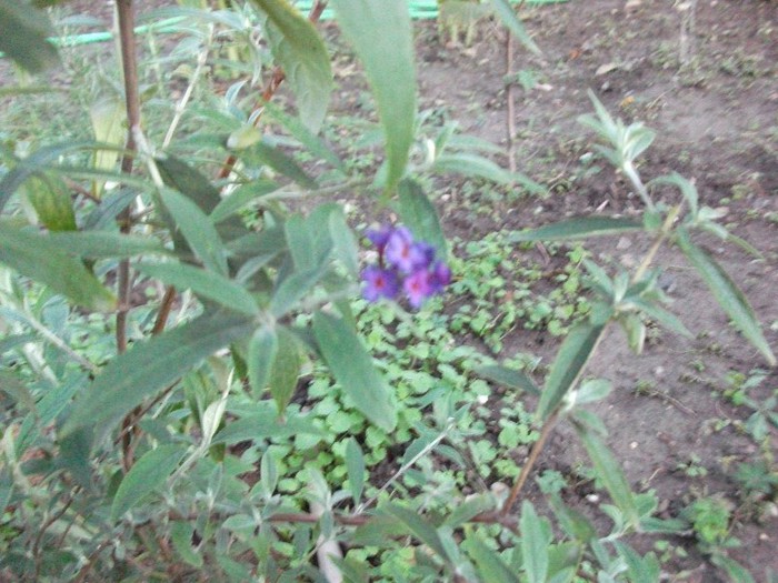 liliac de vara-inca o floricica - Arbusti ornamentali si tufe