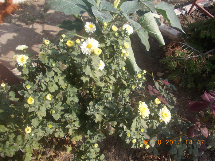 DSCN4430 - Florile mele