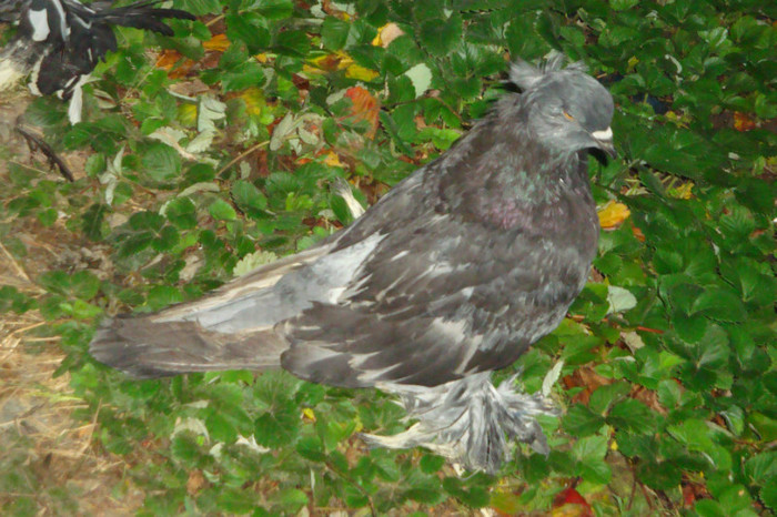 DSC00339