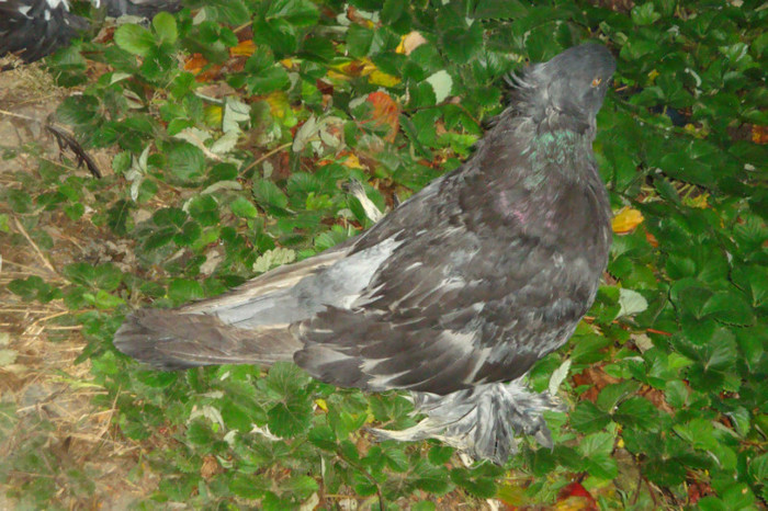 DSC00340
