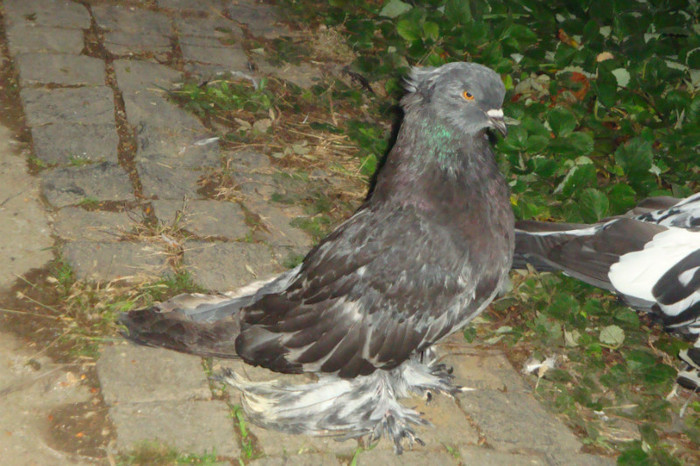 DSC00338