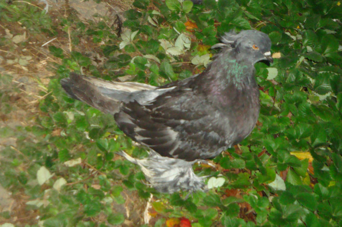 DSC00341