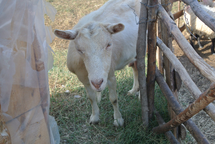 EUNICE, CAPRA EROINA