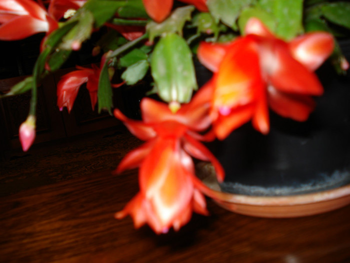 Westland - Schlumbergera russelliana