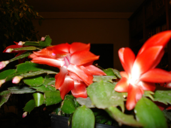 Westland - Schlumbergera russelliana