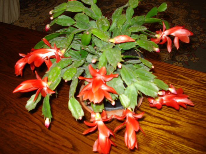 Westland - Schlumbergera russelliana