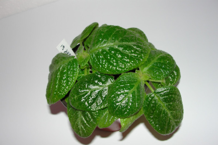 episcia Jim's Dapnne's Chaise - Episcia Jim_s