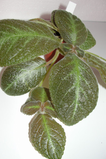  - Episcia P