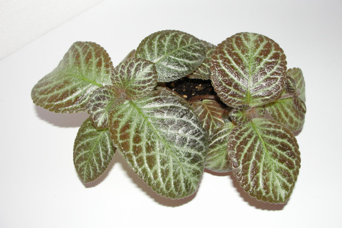 episcia Ronnie - Episcia R