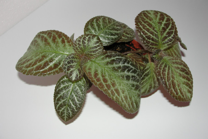  - Episcia R