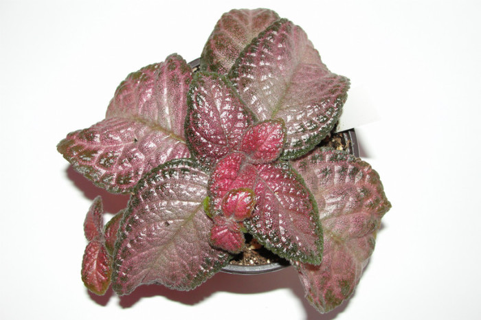  - Episcia M