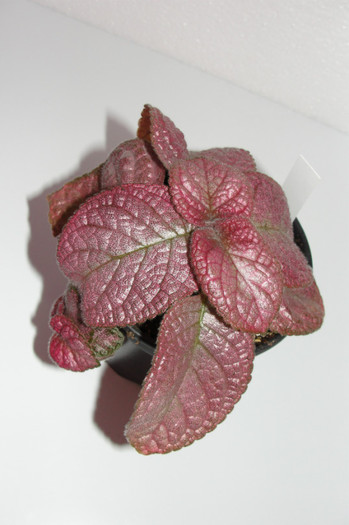 episcia Strawberry Patch