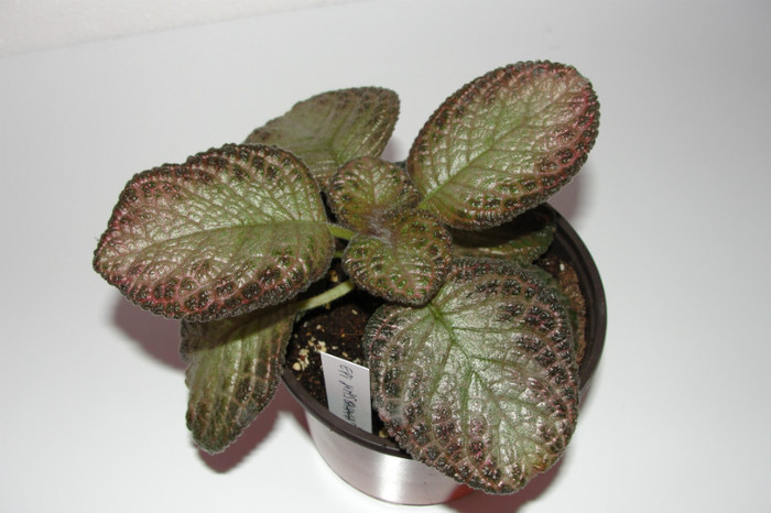 episcia Jim's Banana Tree