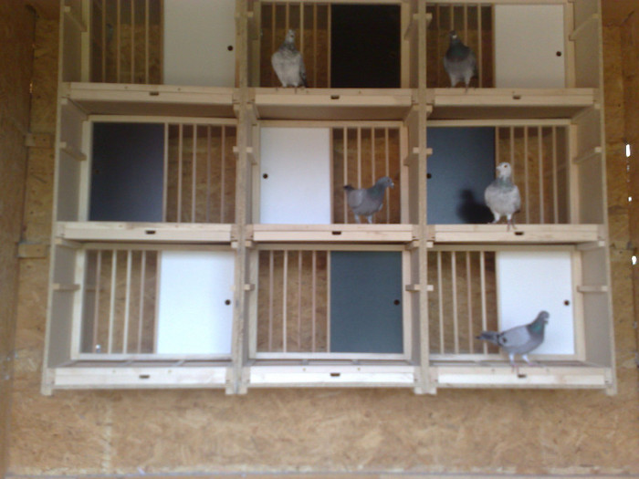 17102012228 - BOXE PORUMBEI