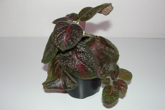 episcia Jim's Rose Garden
