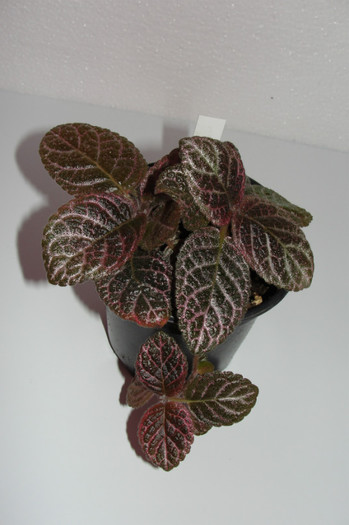 episcia Chocolate Cream