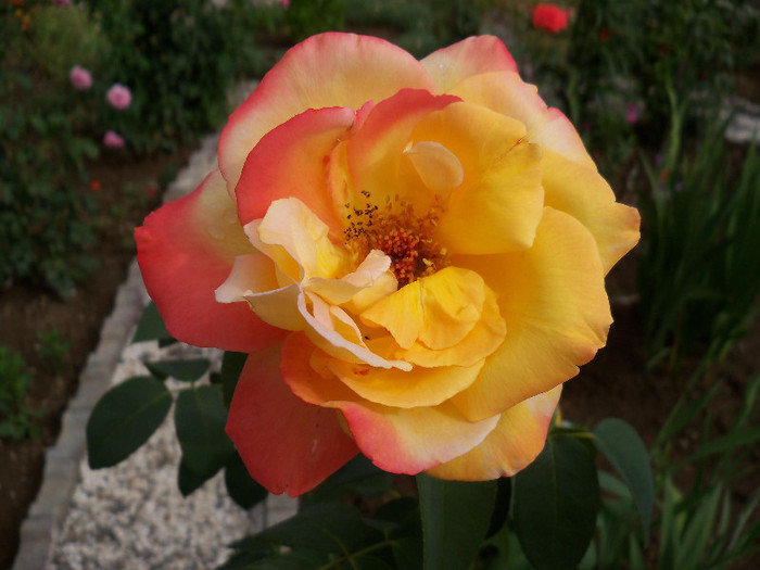 2380683110105256805ApwkTQ_fs - EMERAUDE D_OR