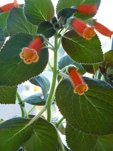 P1550135 - Peridots Potlach