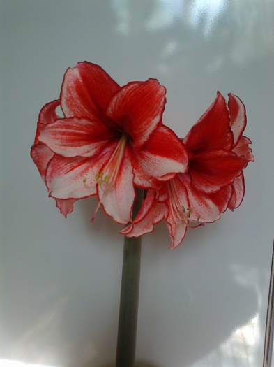 charisma - Hippeastrum