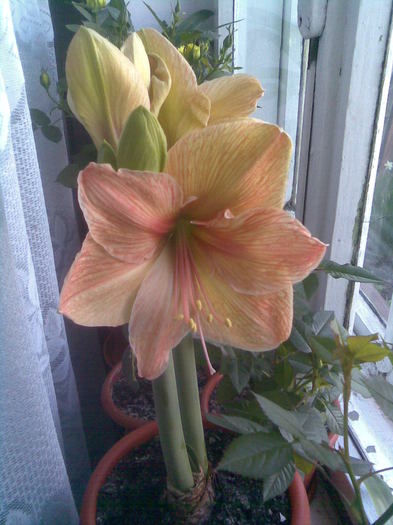 exotica - Hippeastrum