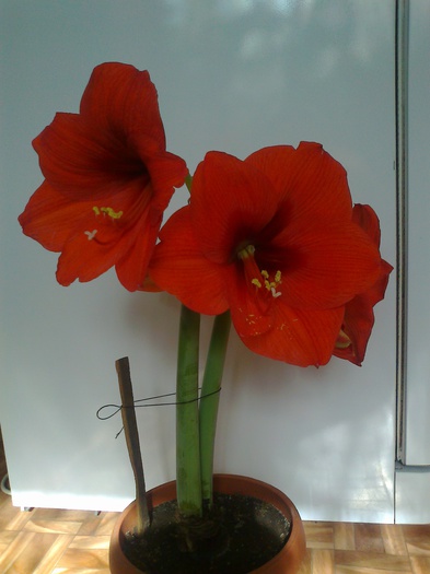 red lyon - Hippeastrum