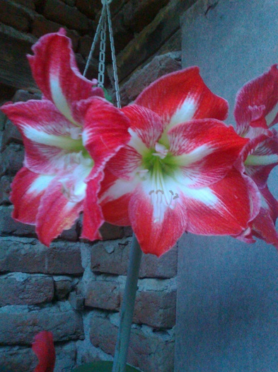 minerva - Hippeastrum