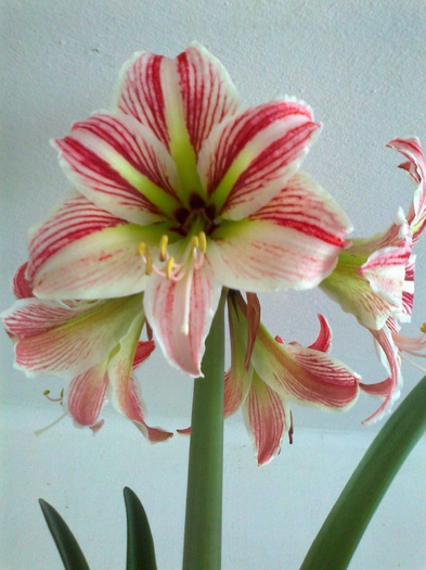 Fotografie0036 - Hippeastrum